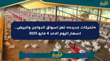 «تحركات جديدة» تهز أسواق الدواجن والبيض.. أسعار اليوم الأحد 4 مايو 2025